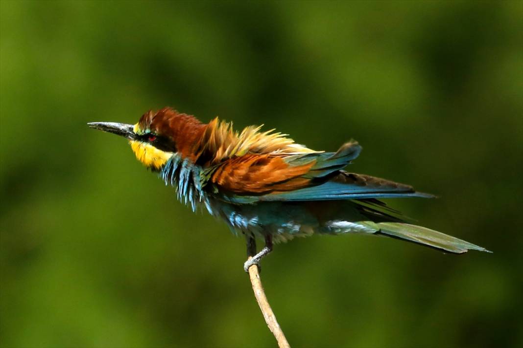 Yazın habercileri döndü! Konya semaları tuvale dönüştü 4